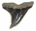 Fossil Hemipristis Shark Tooth - Maryland #42555-1